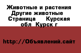 Животные и растения Другие животные - Страница 2 . Курская обл.,Курск г.